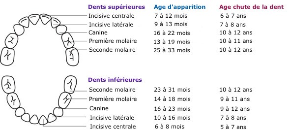 Dents de lait